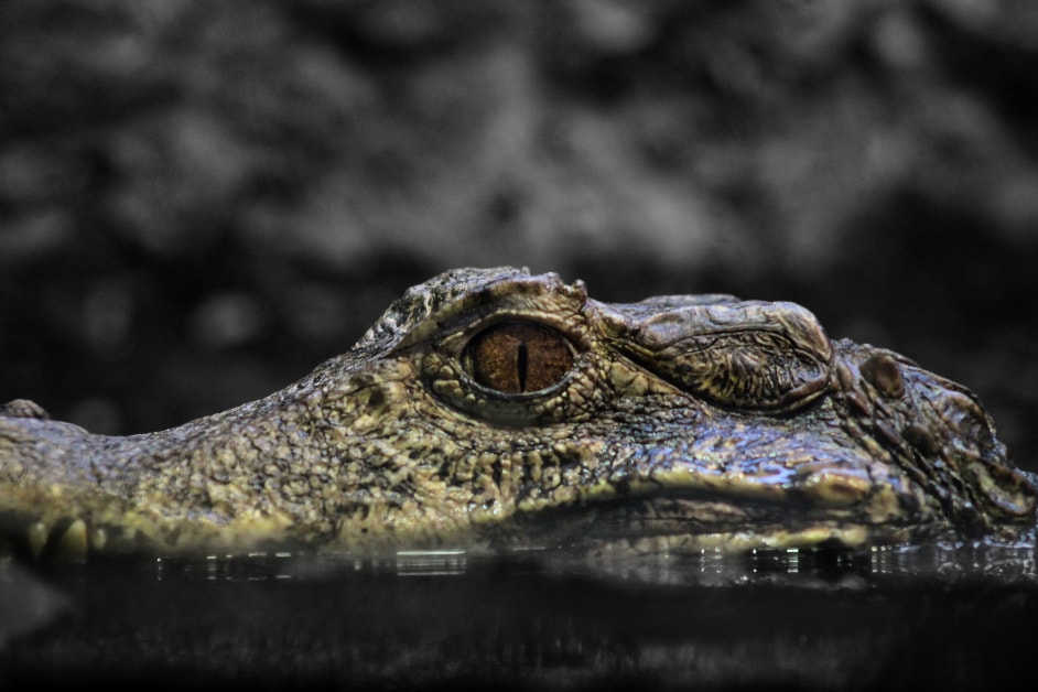 Dwarf caiman close-up selective color — Detroit Zoo reptile photography, Michigan