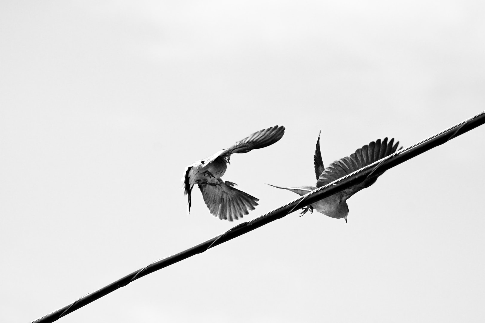 Two birds in flight on a wire — B&W wildlife photography, Southeast Michigan