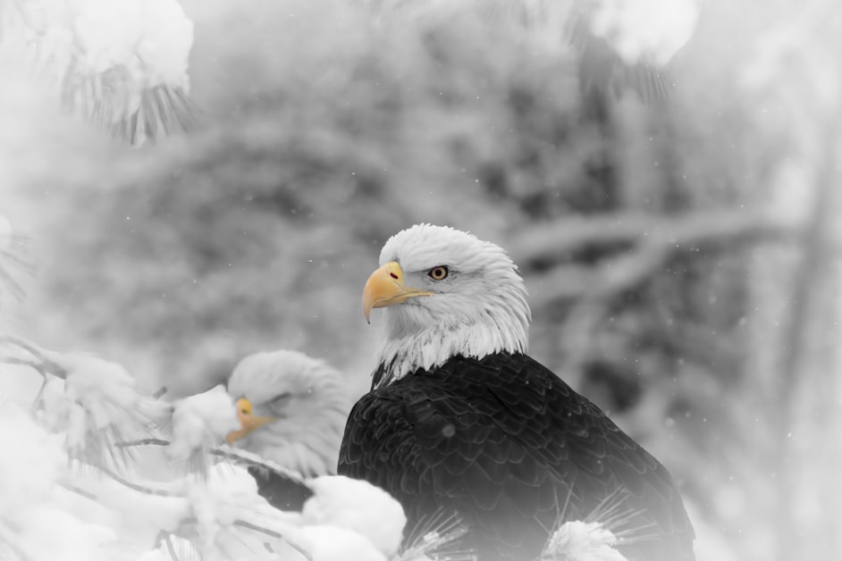 Bald eagle in snow — selective color wildlife photography, Detroit Zoo Michigan
