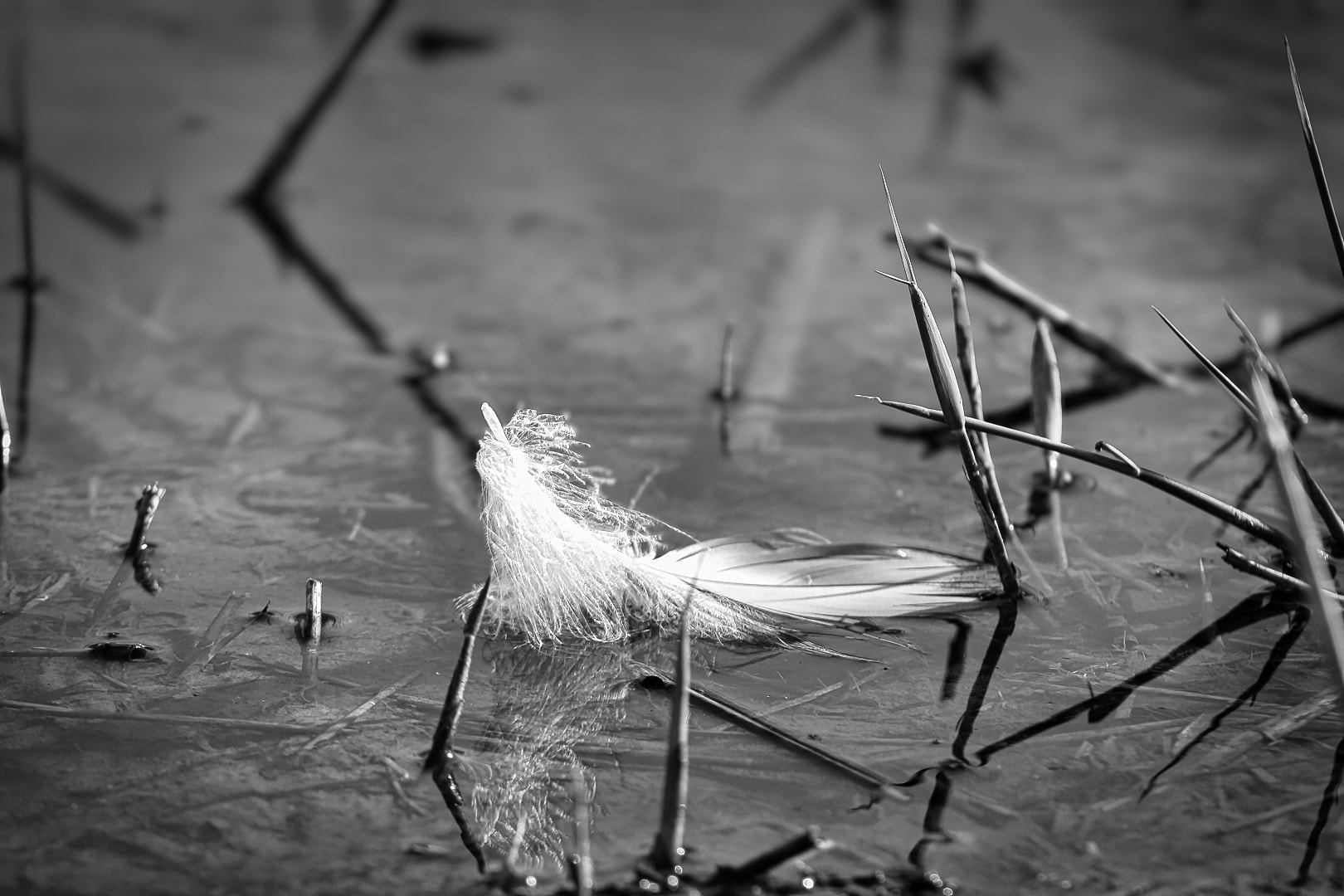 Black and white fine art nature photography — feather on wet ground with twigs, Southeast Michigan, Atelier Lens LLC