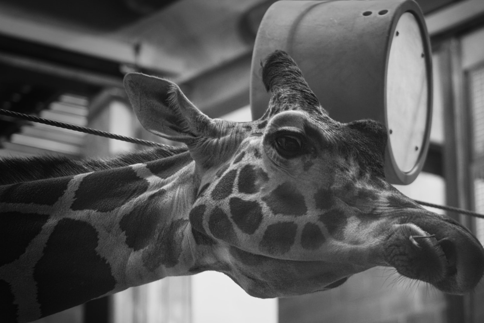 Giraffe close-up B&W portrait — Detroit Zoo wildlife photography, Michigan