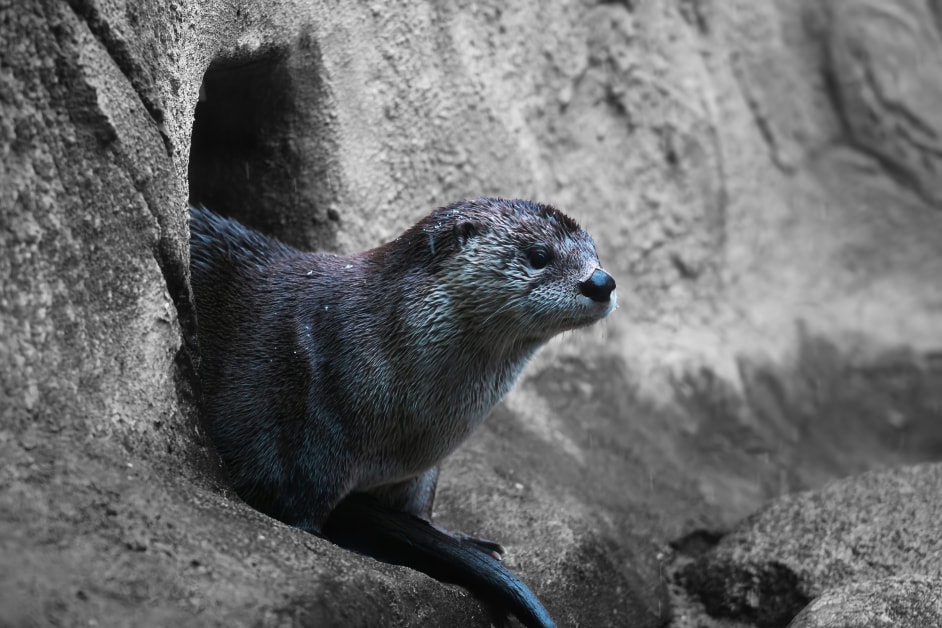 River otter selective color portrait — Detroit Zoo wildlife photography, Michigan