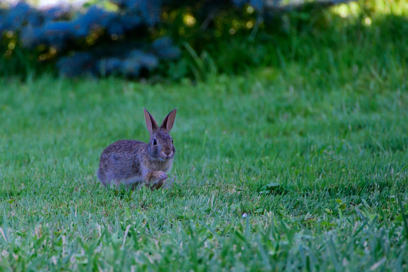 Young cottontail rabbit in grassy field — Southeast Michigan backyard wildlife photography, Atelier Lens LLC