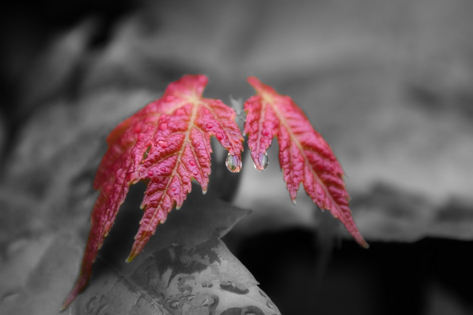 Selective color fine art macro photography — red maple leaf with water droplets, Southeast Michigan, Atelier Lens LLC