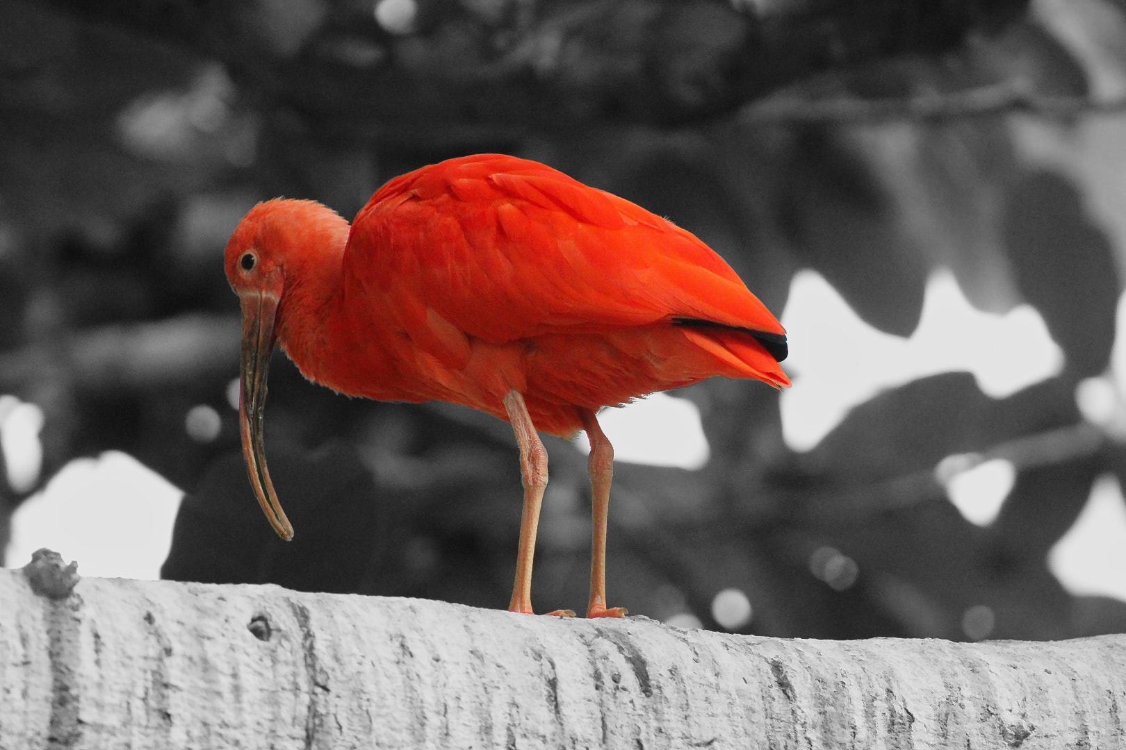 Scarlet ibis selective color wildlife portrait — Detroit Zoo bird photography, Atelier Lens LLC Michigan