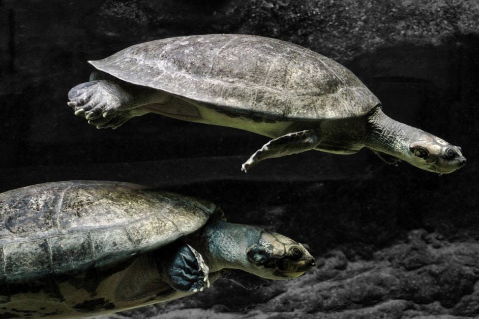 Two turtles swimming underwater — Detroit Zoo wildlife photography, Michigan