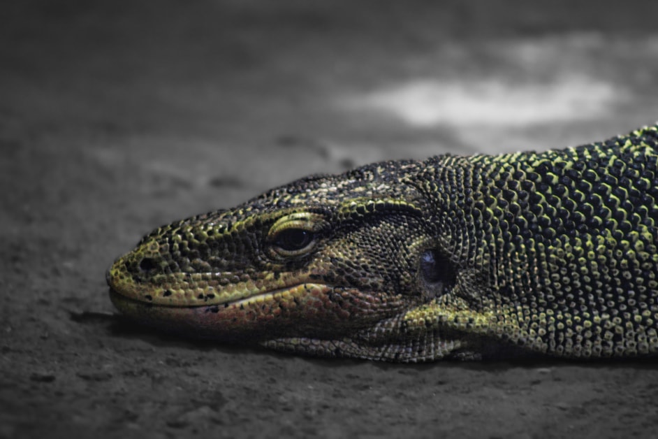 Water monitor lizard close-up selective color — Detroit Zoo wildlife photography, Michigan