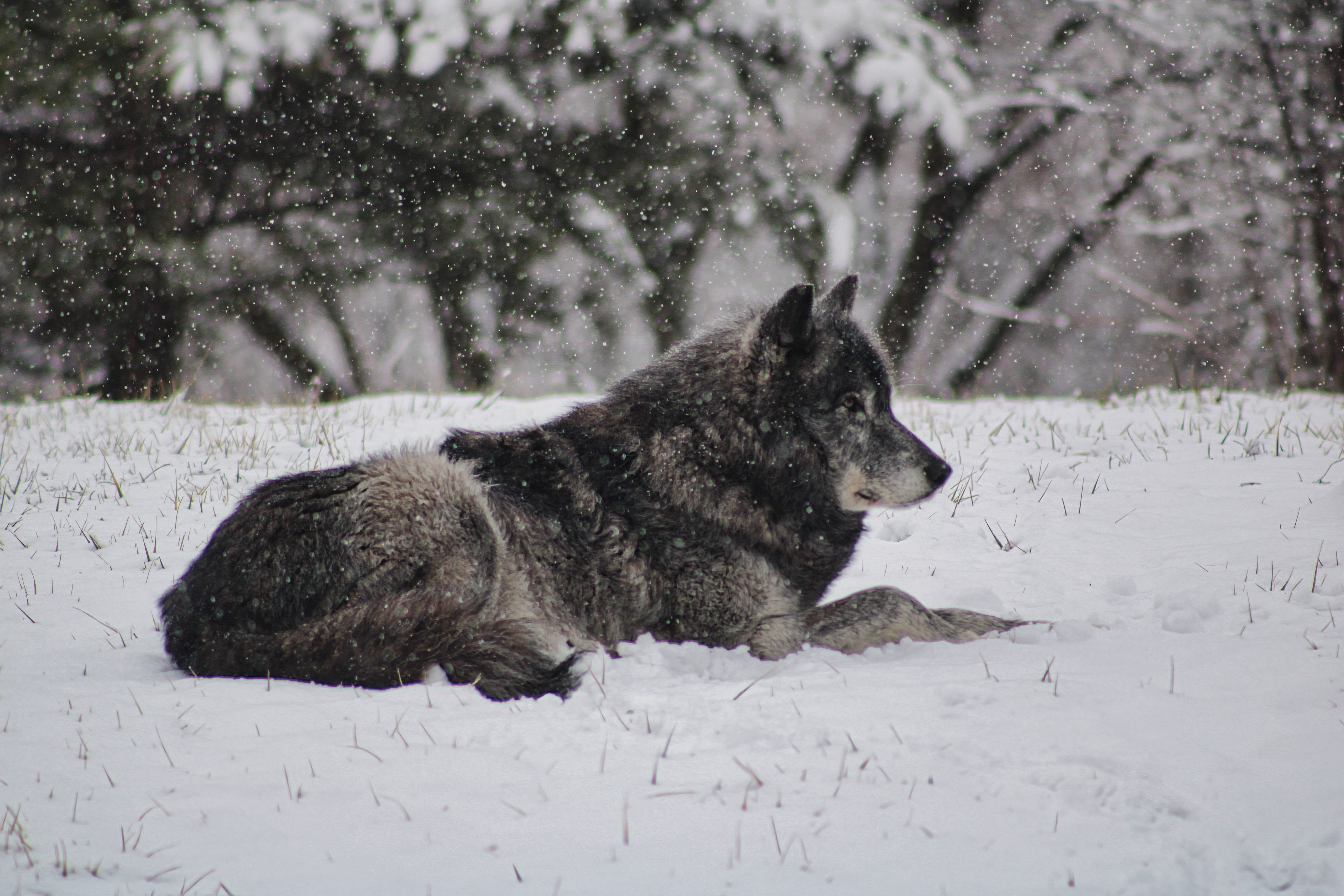 Gray wolf resting in snow — nature wildlife photography, Michigan