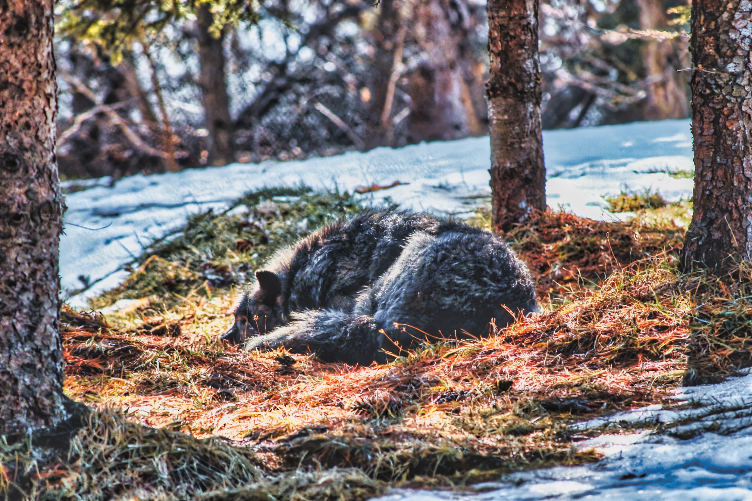Wolf resting peacefully in forest — wildlife nature photography, Atelier Lens LLC