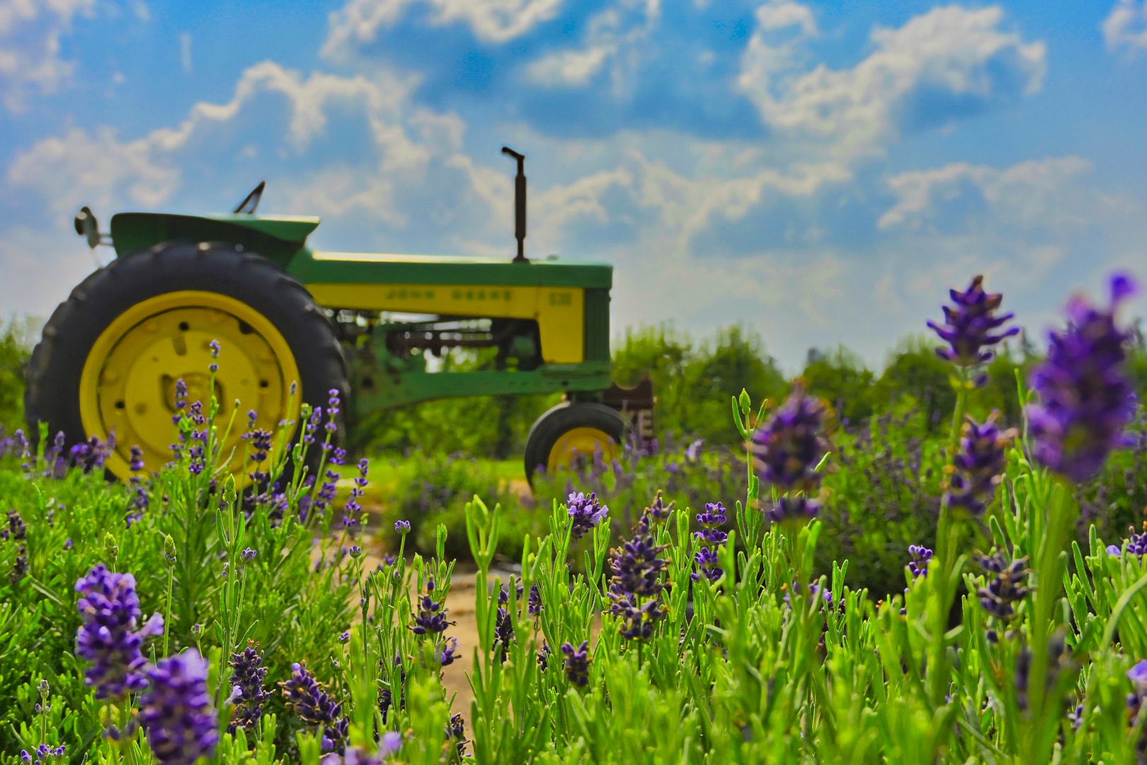 Vintage green and yellow John Deere tractor displayed among rows of blooming purple lavender under a bright blue sky with dramatic clouds at Blake's Lavender Festival, Blake's Apple Orchard, Armada, Michigan — Michigan event and commercial property photography by Atelier Lens LLC