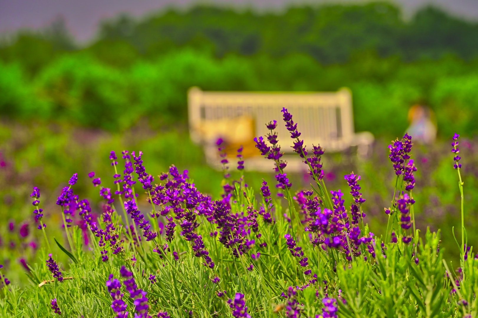 Vibrant purple lavender blooms in sharp focus with a yellow garden bench and festival visitor softly blurred in the background at Blake's Lavender Festival, Blake's Apple Orchard, Armada, Michigan — fine art event and landscape photography by Atelier Lens LLC