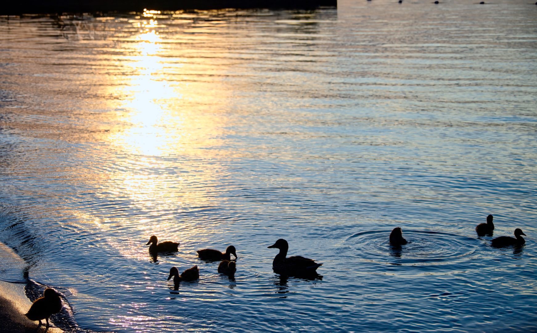 Ducks at sunset on Anchor Bay — New Baltimore waterfront photography