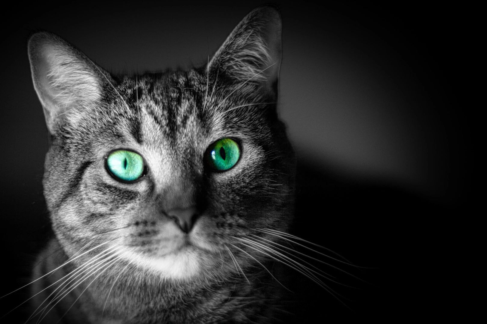 Tabby cat with vivid eye detail — professional companion photography, Macomb County Michigan