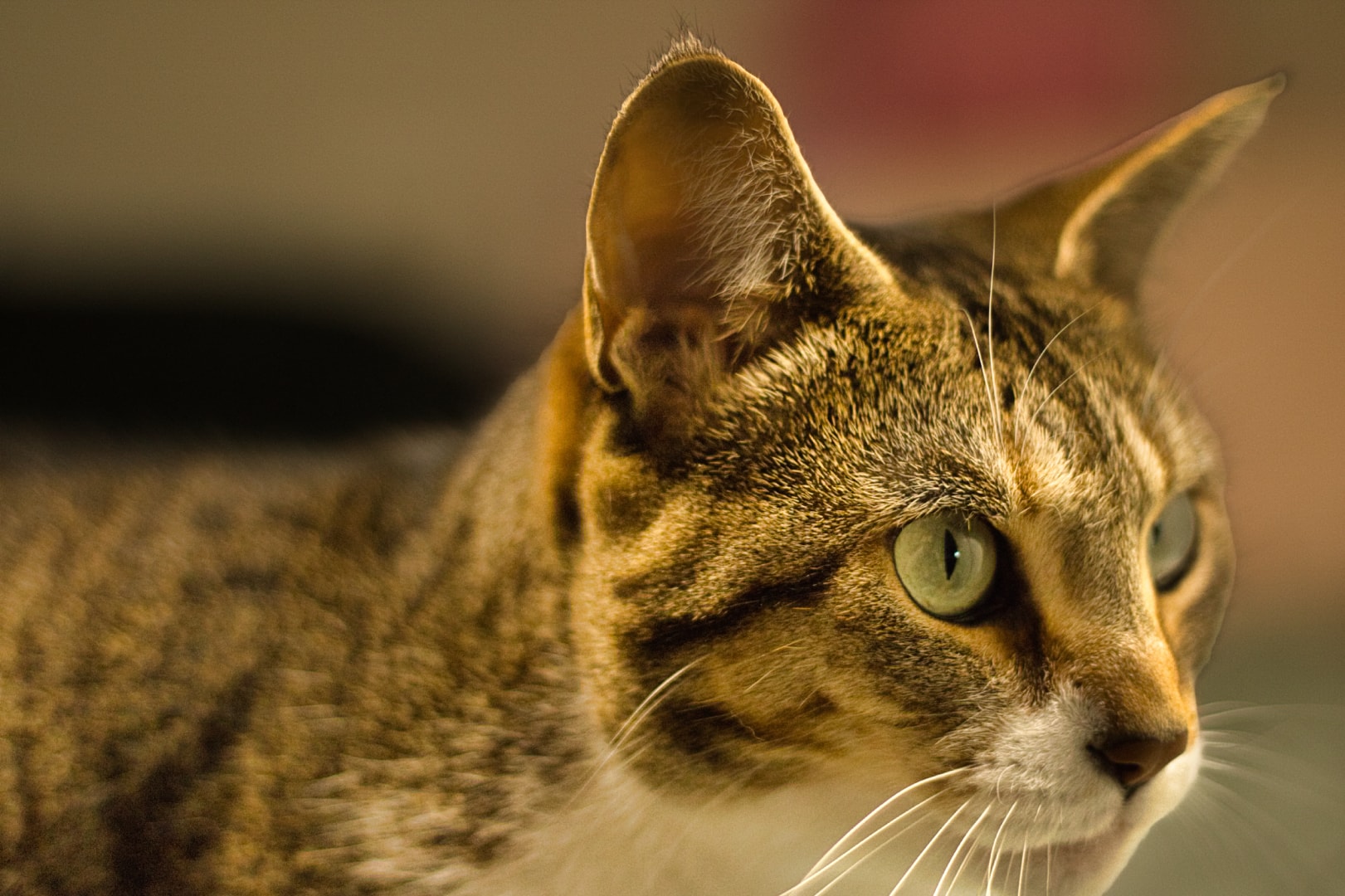 Tabby cat with natural bokeh background — on-location pet photography, Southeast Michigan