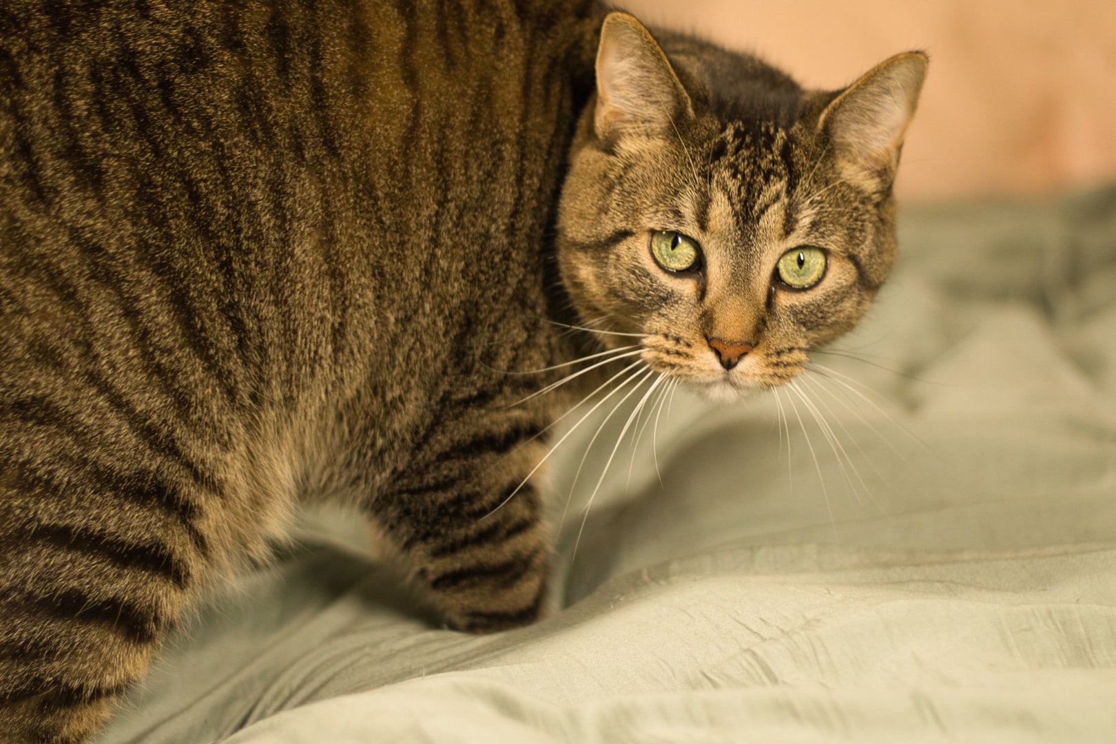 Tabby cat with soft directional light — fine art companion pet photography, Michigan