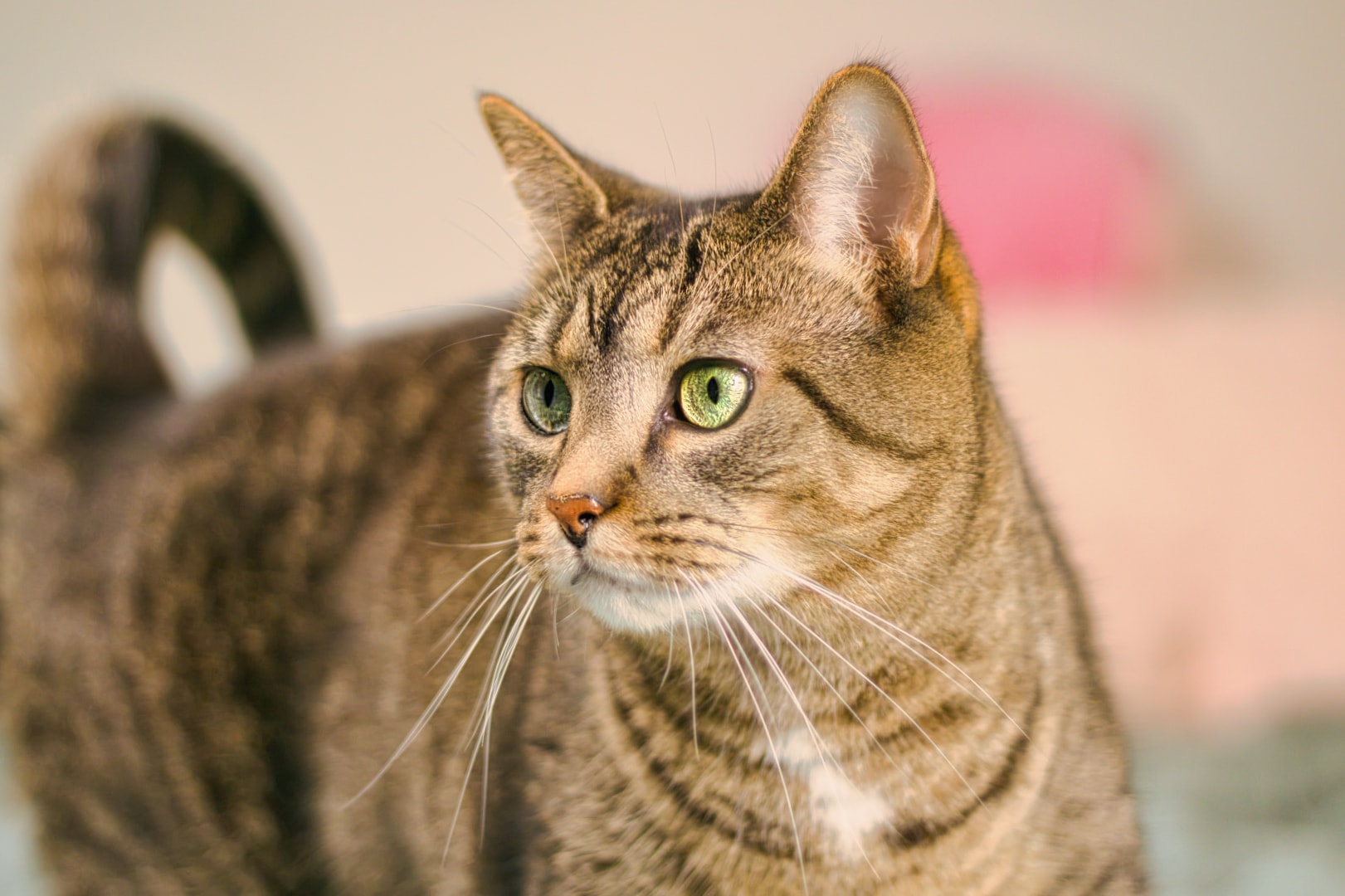 Tabby cat with alert expression — professional pet photography, New Baltimore Michigan