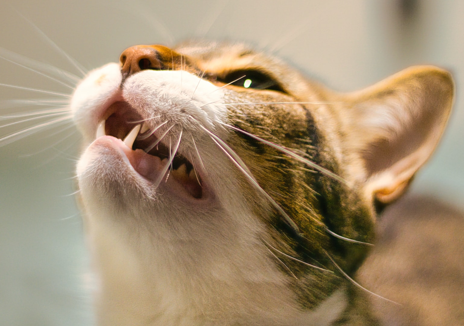 Tabby cat with rich warm tones — companion pet photography, Macomb County Michigan