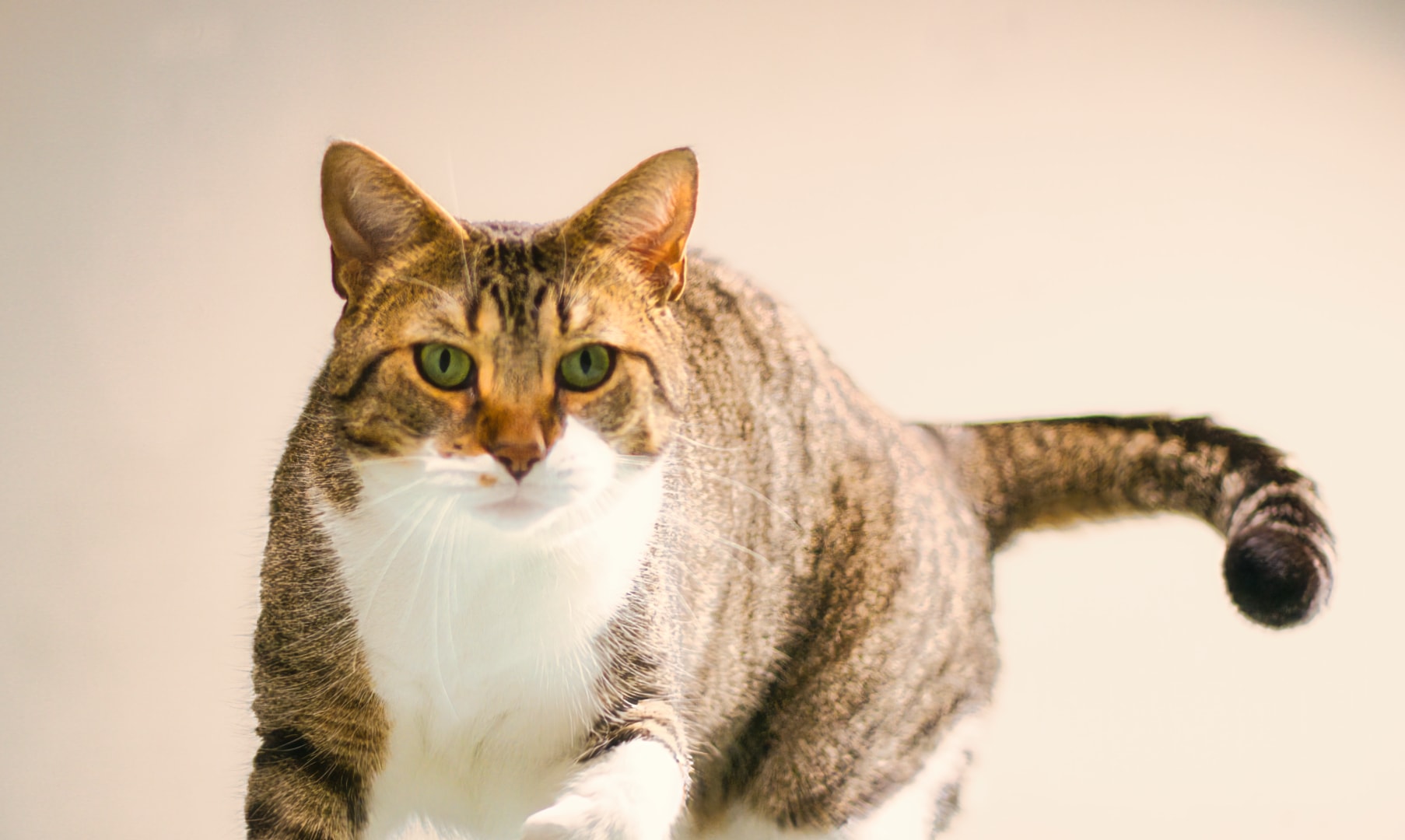 Tabby cat with natural window light — fine art pet photography, St. Clair County Michigan