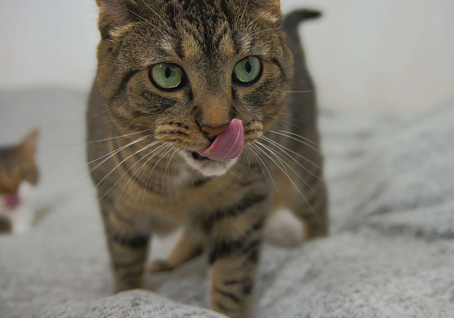 Tabby cat with soft background — professional companion photography, New Baltimore Michigan