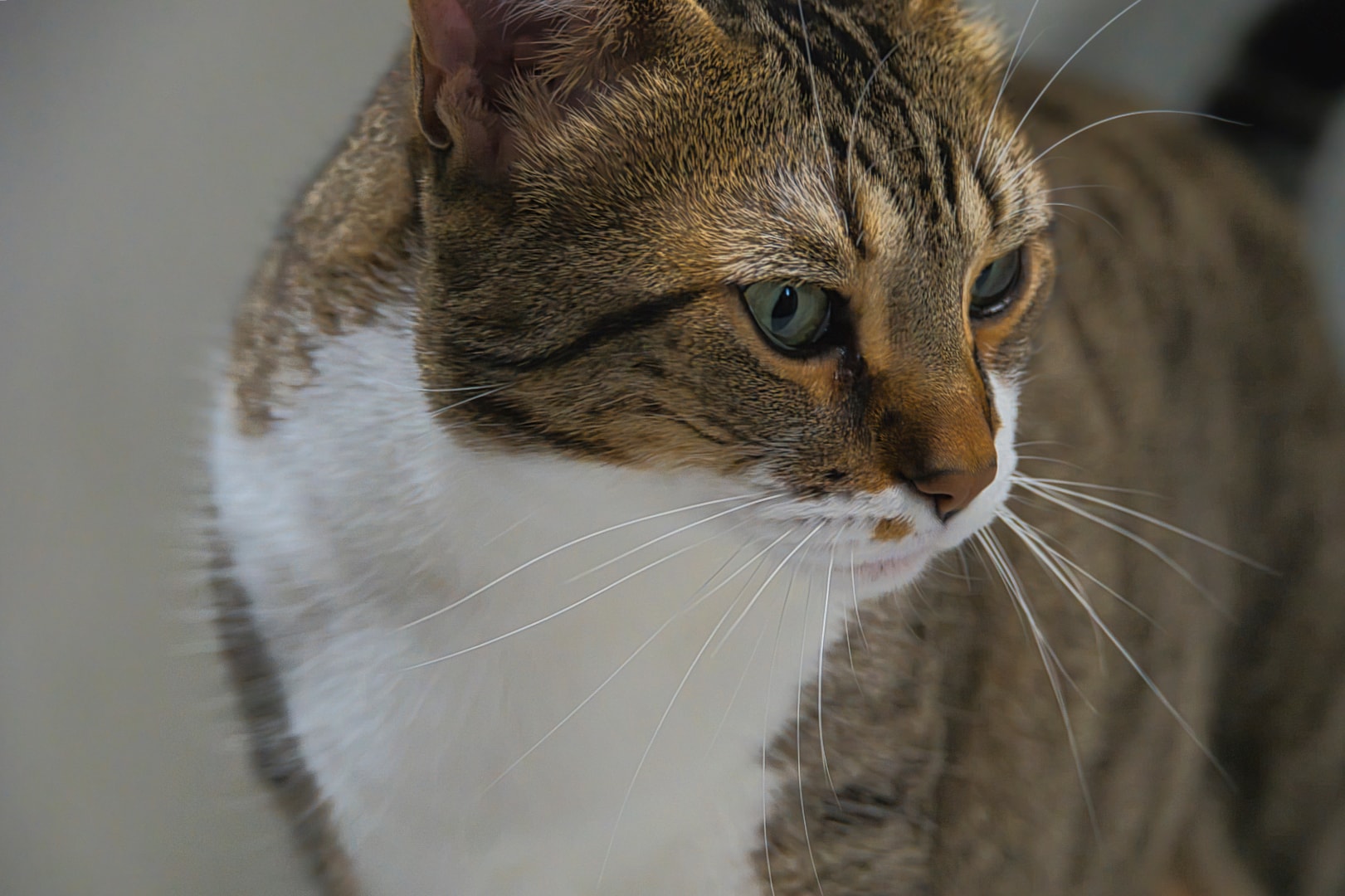 Tabby cat with expressive gaze — on-location pet photography, Southeast Michigan