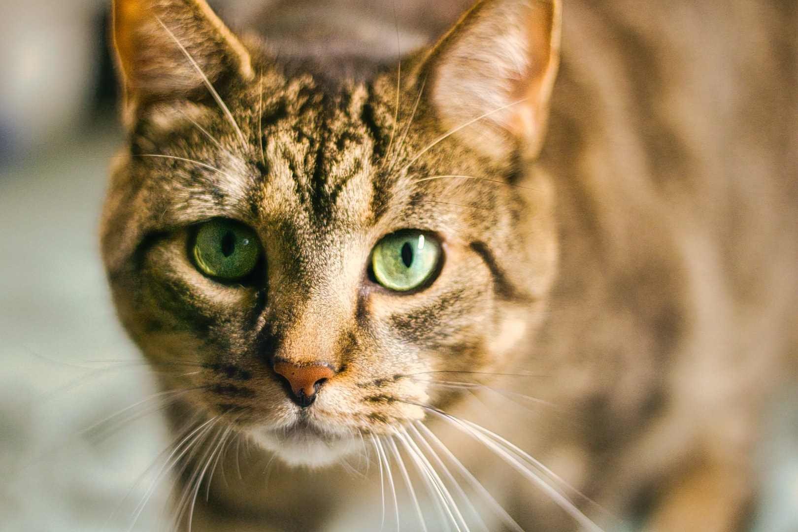 Tabby cat portrait on location — companion pet photography, Southeast Michigan