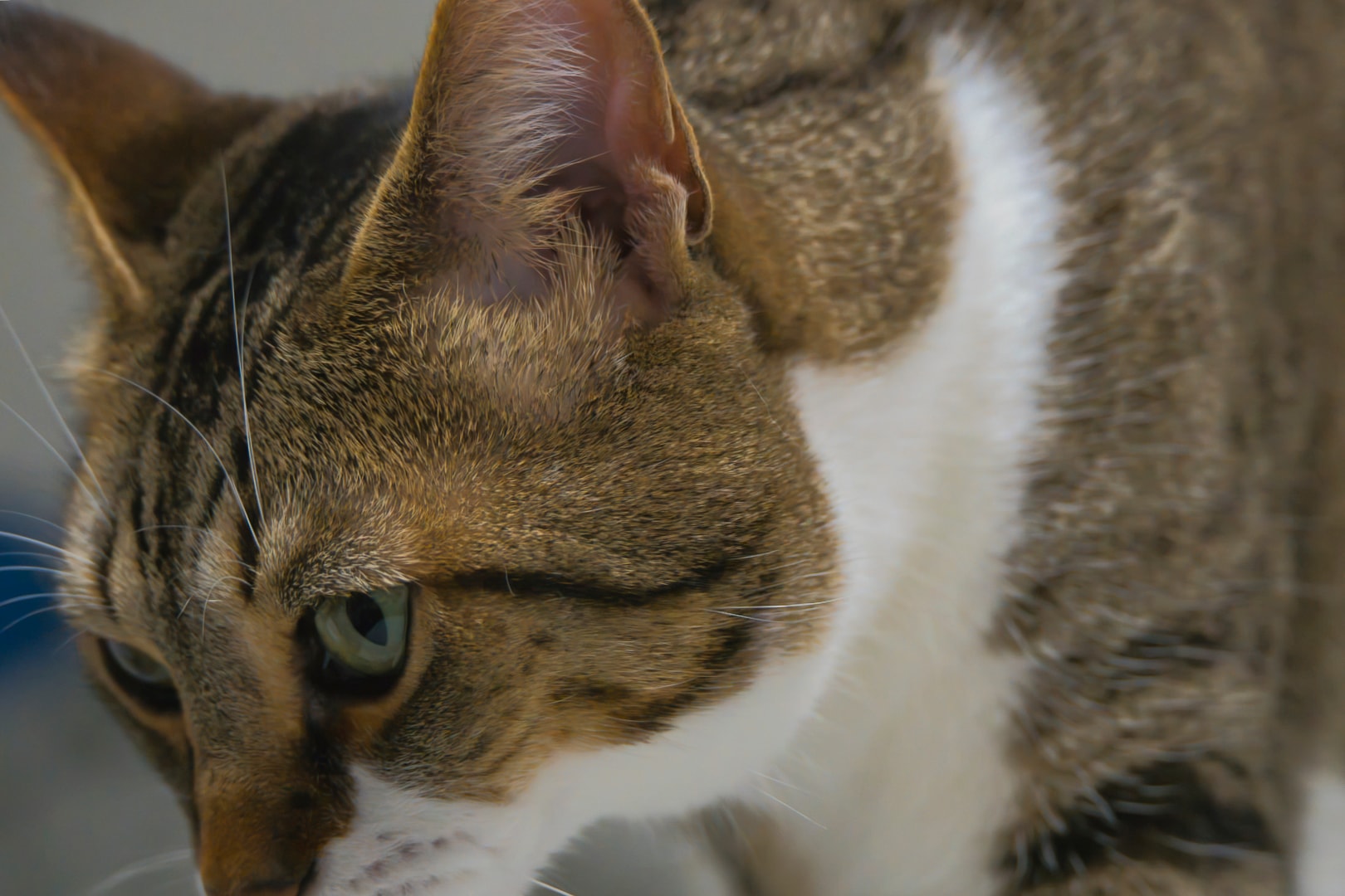 Tabby cat with warm tones — fine art companion pet photography, Macomb County Michigan