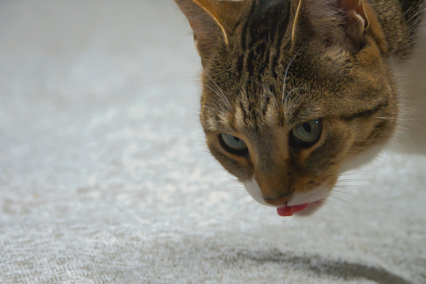Tabby cat with natural light and sharp eye detail — professional pet photography, Michigan