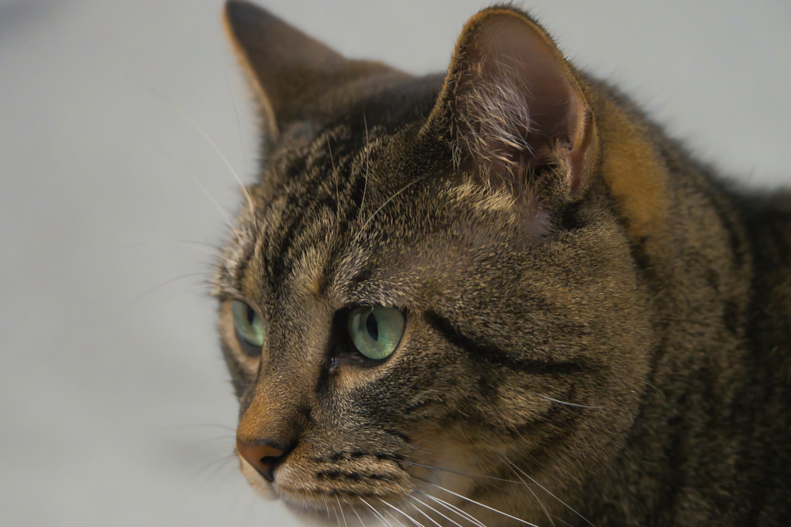 Tabby cat with clean background — fine art companion photography, New Baltimore Michigan