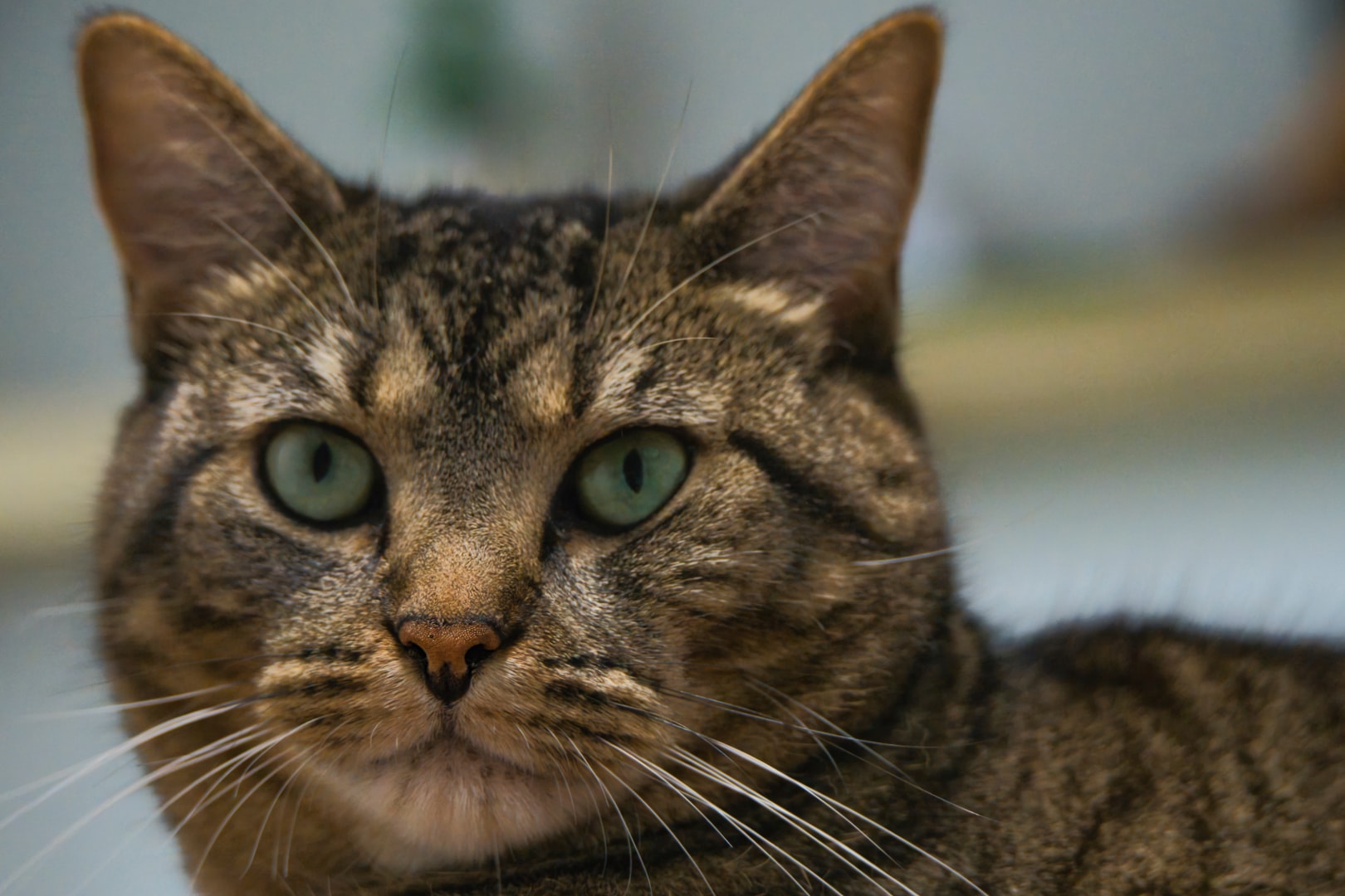 Tabby cat with rich bokeh — professional pet photography, St. Clair County Michigan