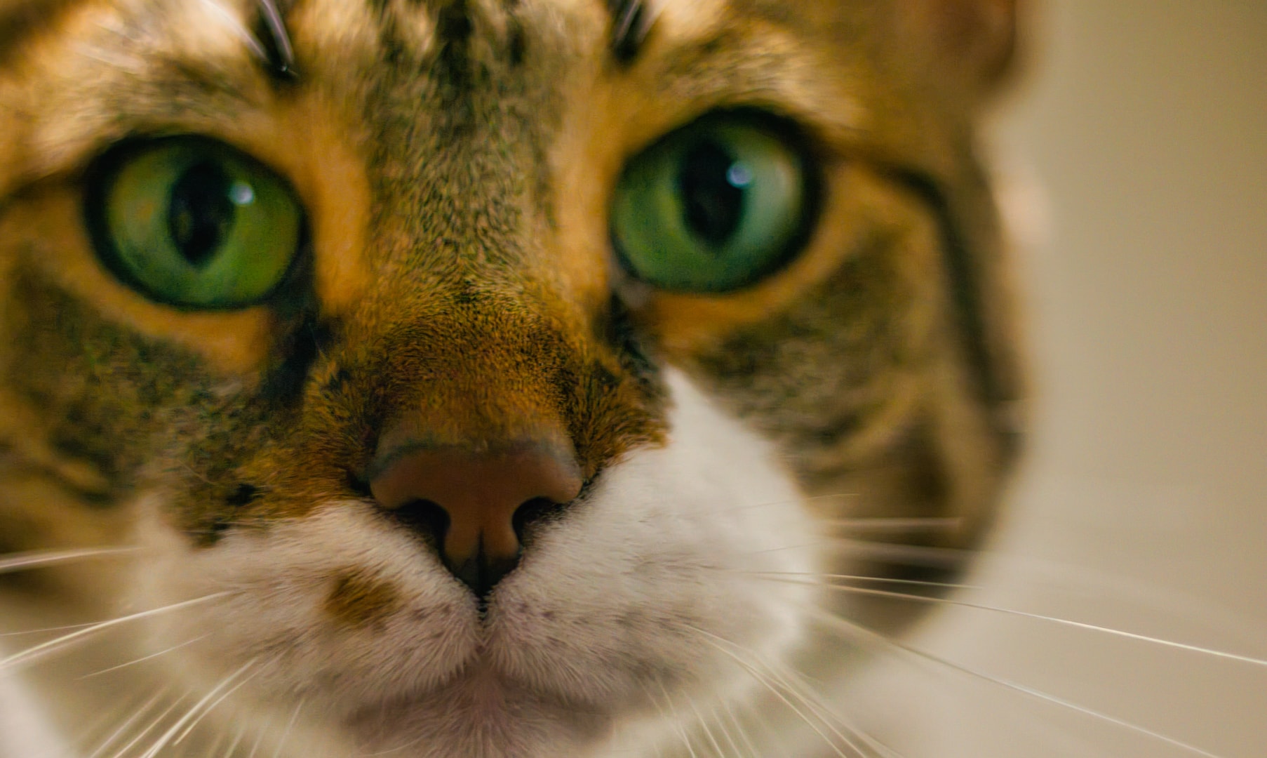 Tabby cat B&W portrait — Signature Modern Vintage selective color editing, Atelier Lens LLC