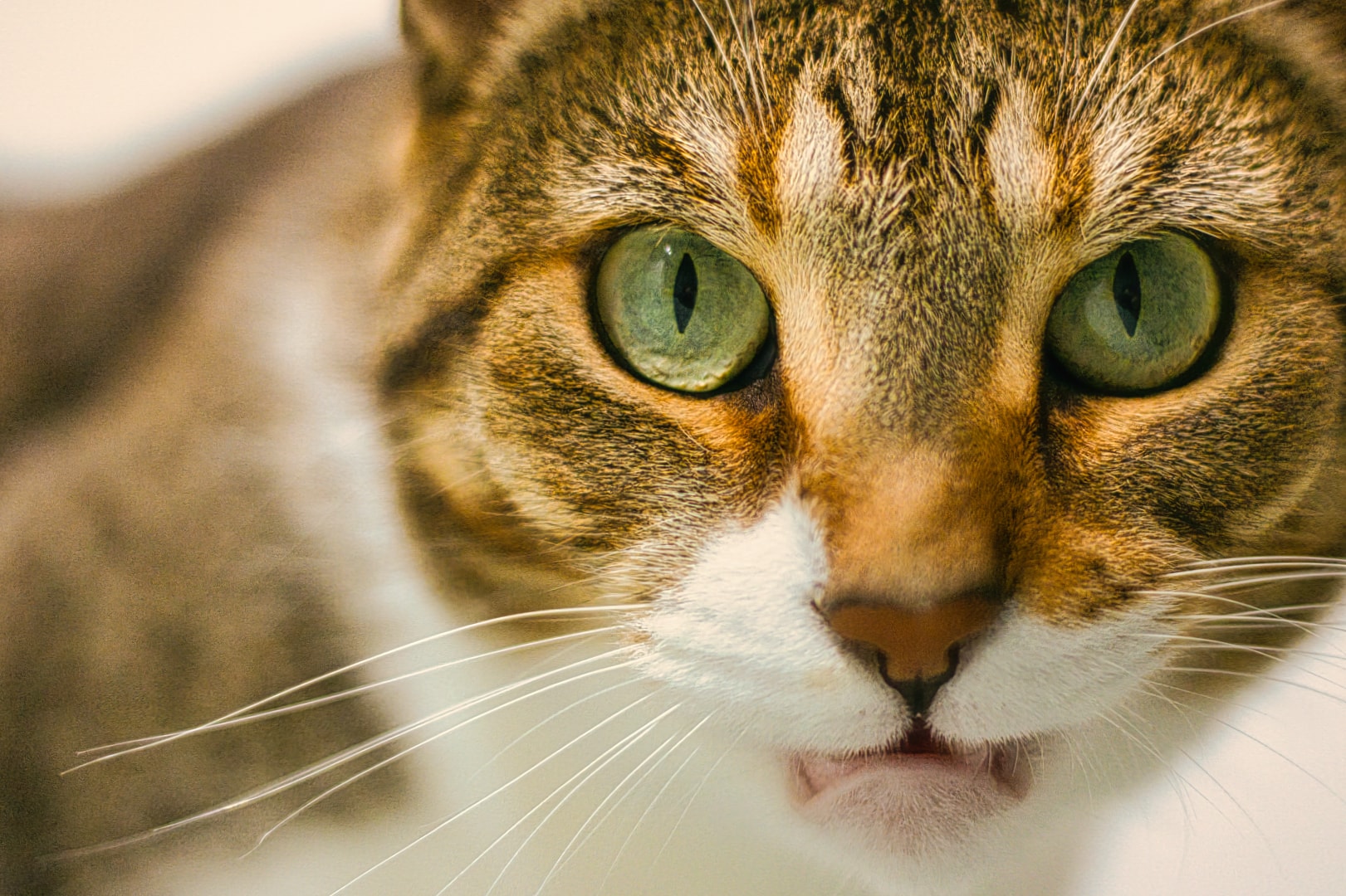 Intimate cat portrait celebrating the bond between pet and owner — professional pet photography by Atelier Lens LLC New Baltimore Michigan