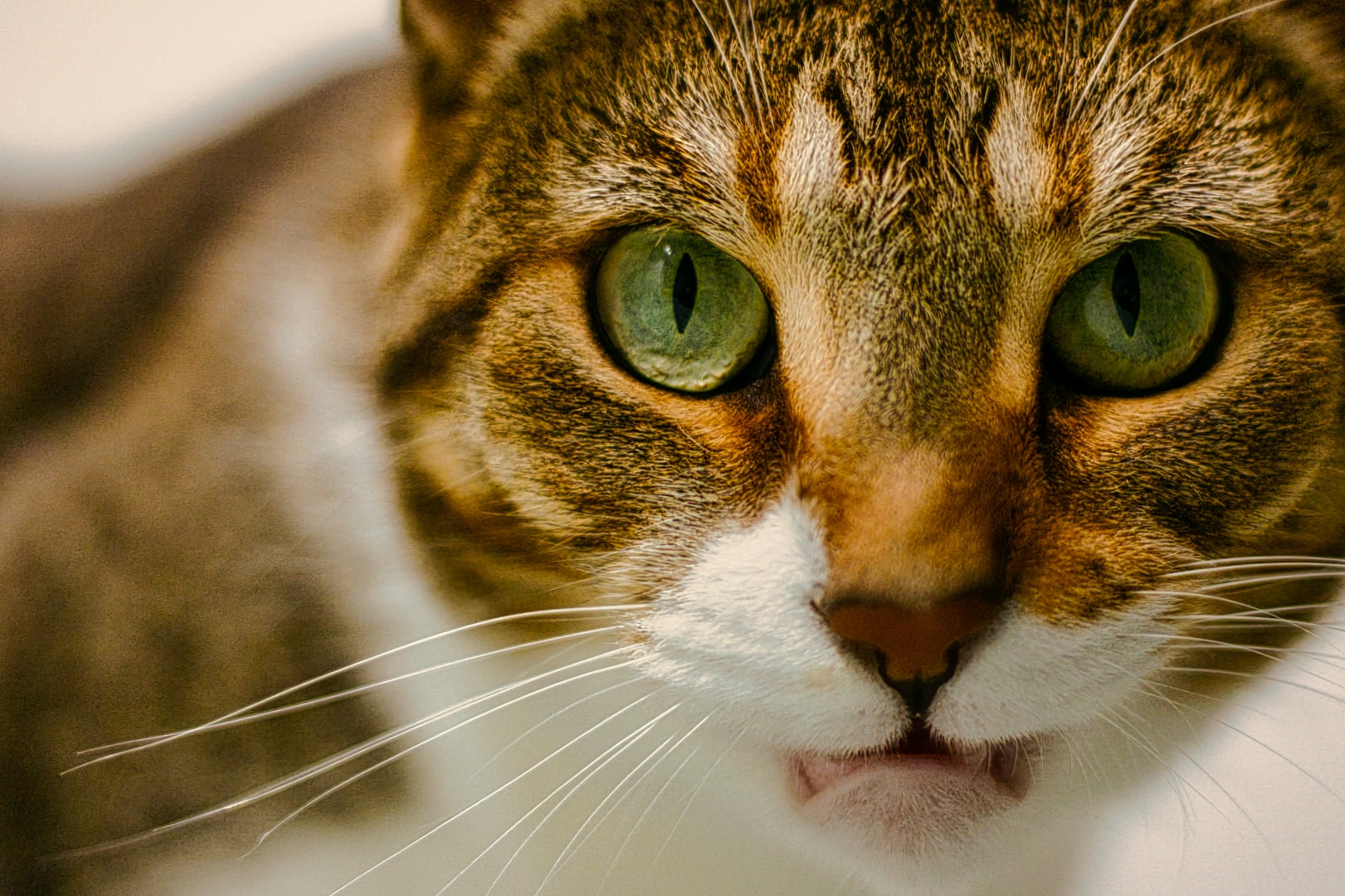 Tabby cat direct stare with striking green eyes on neutral background — professional pet photography Macomb County Michigan by Atelier Lens LLC