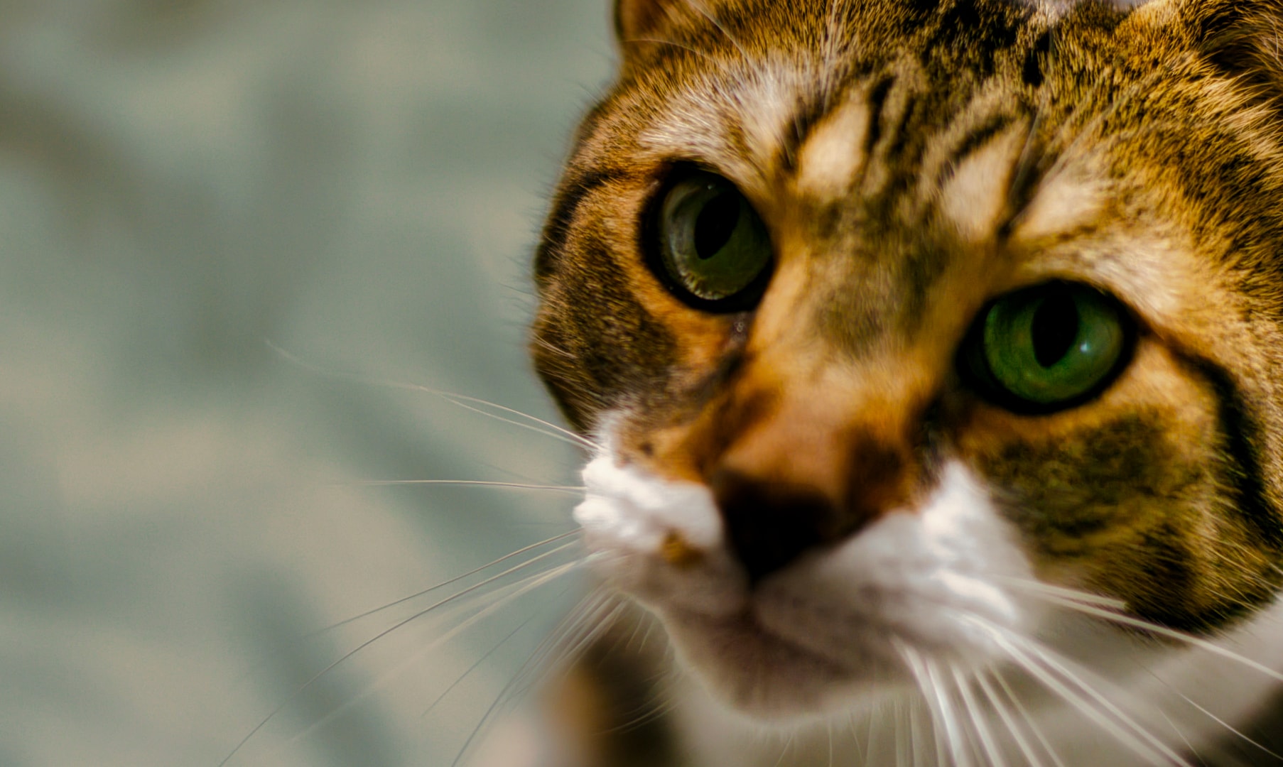 Tabby cat extreme close-up with vivid green eyes and teal bokeh — professional pet photography St. Clair County Michigan by Atelier Lens LLC