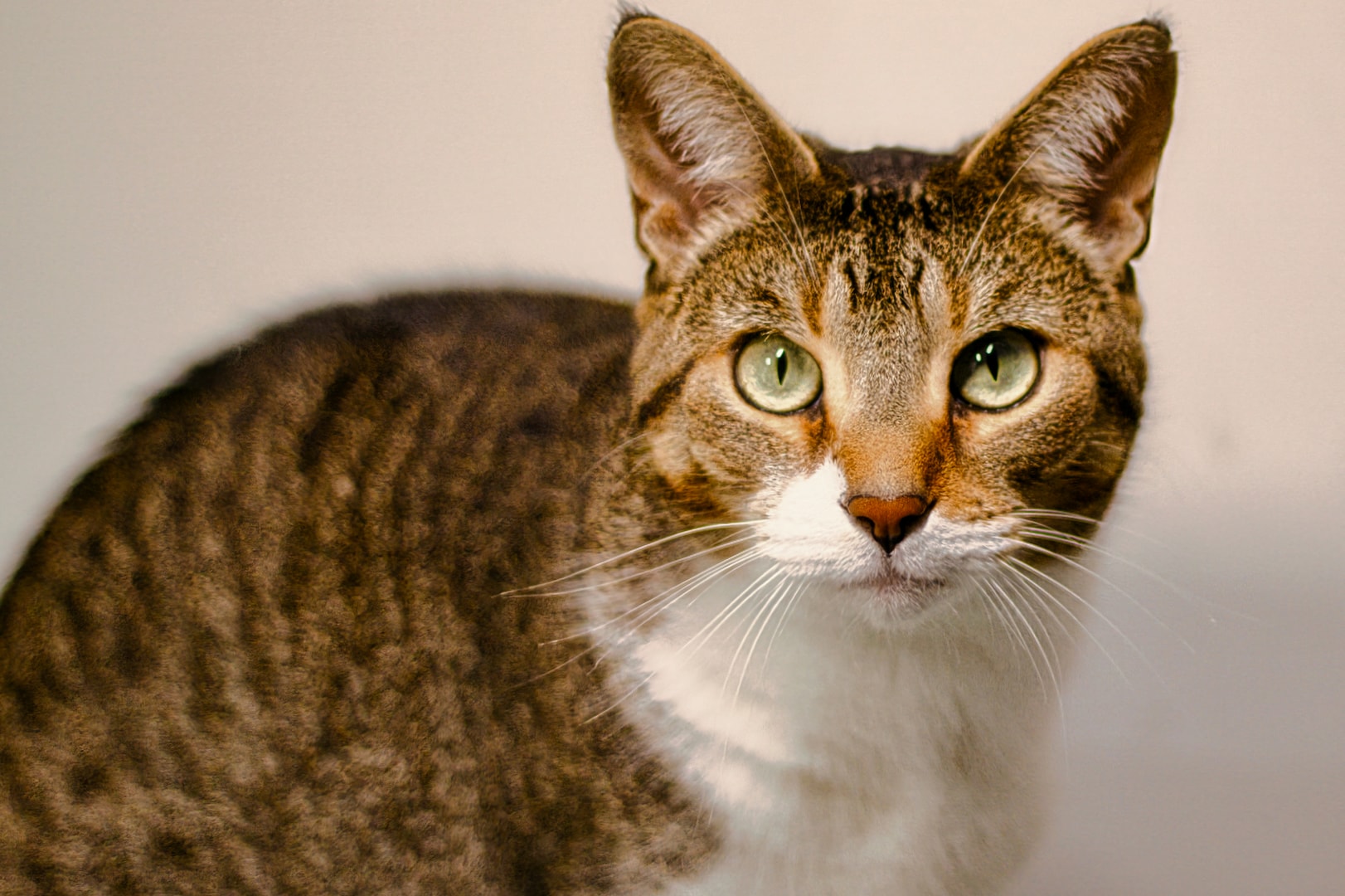 Tabby cat full-body sitting portrait with green eyes on white background — fine art pet photography Michigan by Atelier Lens LLC
