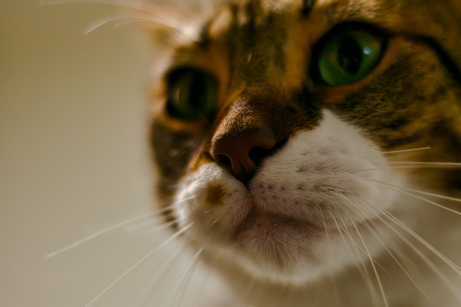 Tabby cat extreme close-up with vivid green eyes and warm tones — fine art pet portrait St. Clair County Michigan by Atelier Lens LLC