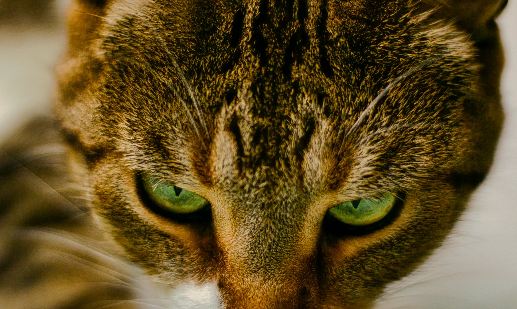 Tabby cat with intense green eyes and motion-blur whiskers — fine art companion portrait Macomb County Michigan by Atelier Lens LLC