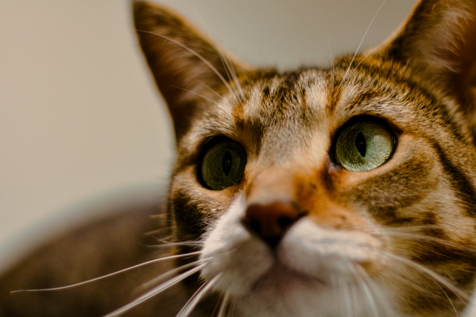 Tabby cat looking up with warm tones on clean background — professional pet photography New Baltimore Michigan by Atelier Lens LLC