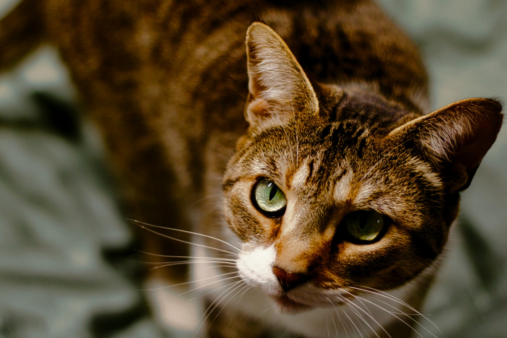 Tabby cat crouching with alert green eyes against natural leaf background — on-location pet photography Michigan by Atelier Lens LLC