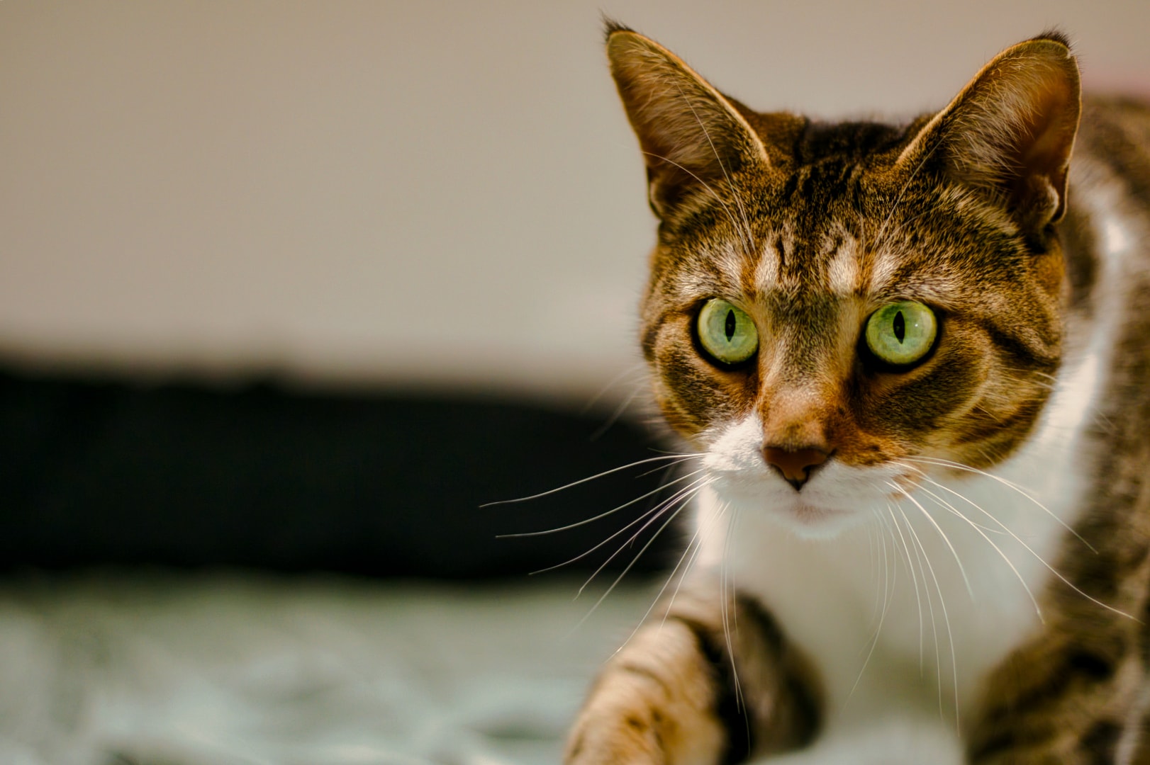 Tabby cat stepping forward with alert green eyes against dark background — companion pet photography Southeast Michigan by Atelier Lens LLC