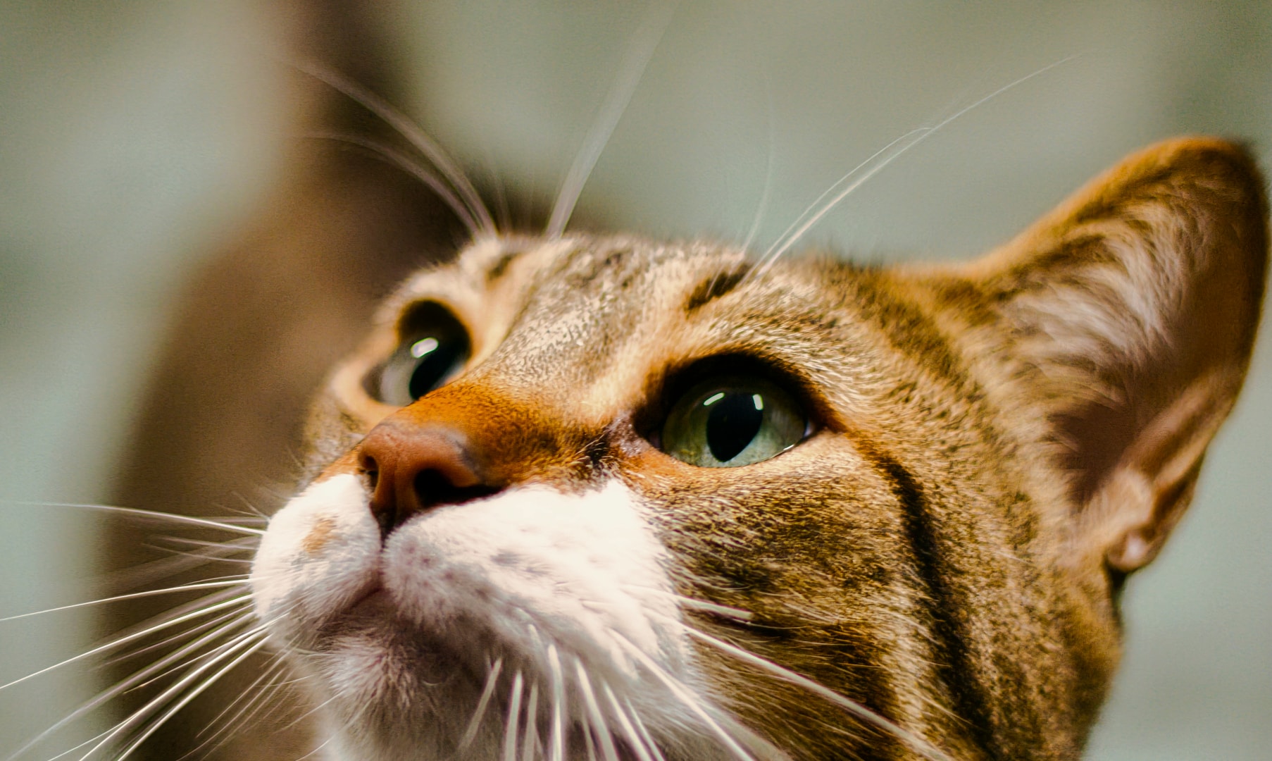 Tabby cat gazing upward against soft teal bokeh — fine art companion portrait New Baltimore Michigan by Atelier Lens LLC