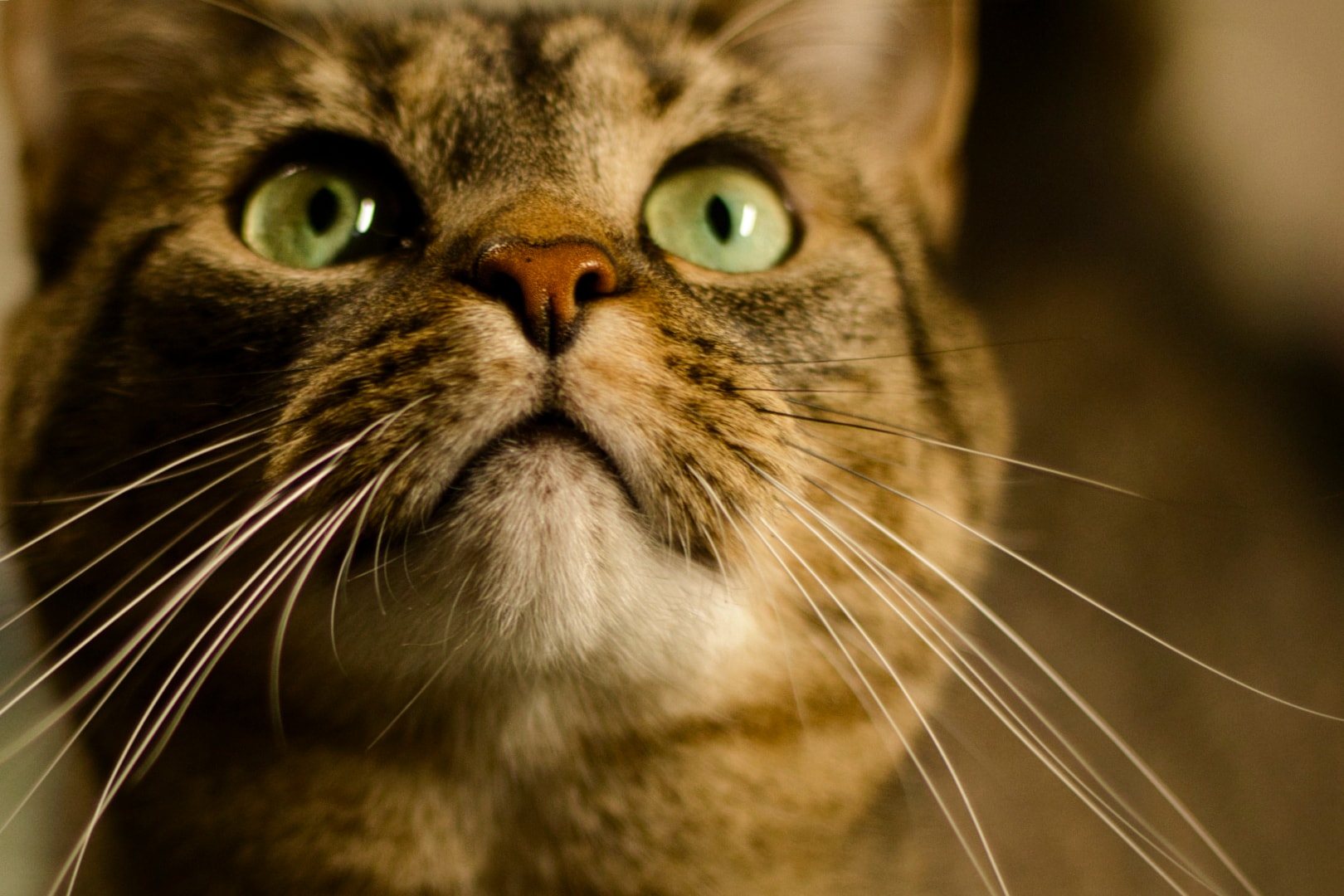 Tabby cat looking upward with warm tones and vivid green eyes — on-location pet photography New Baltimore Michigan by Atelier Lens LLC