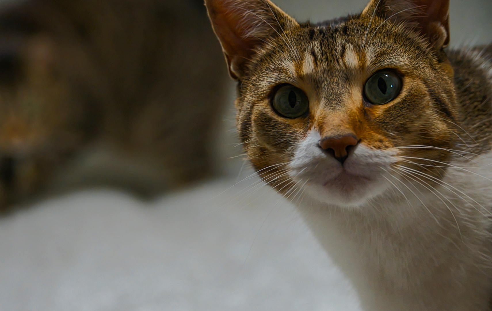 Tabby and white cat portrait with soft diffused background — companion session Macomb County Michigan by Atelier Lens LLC