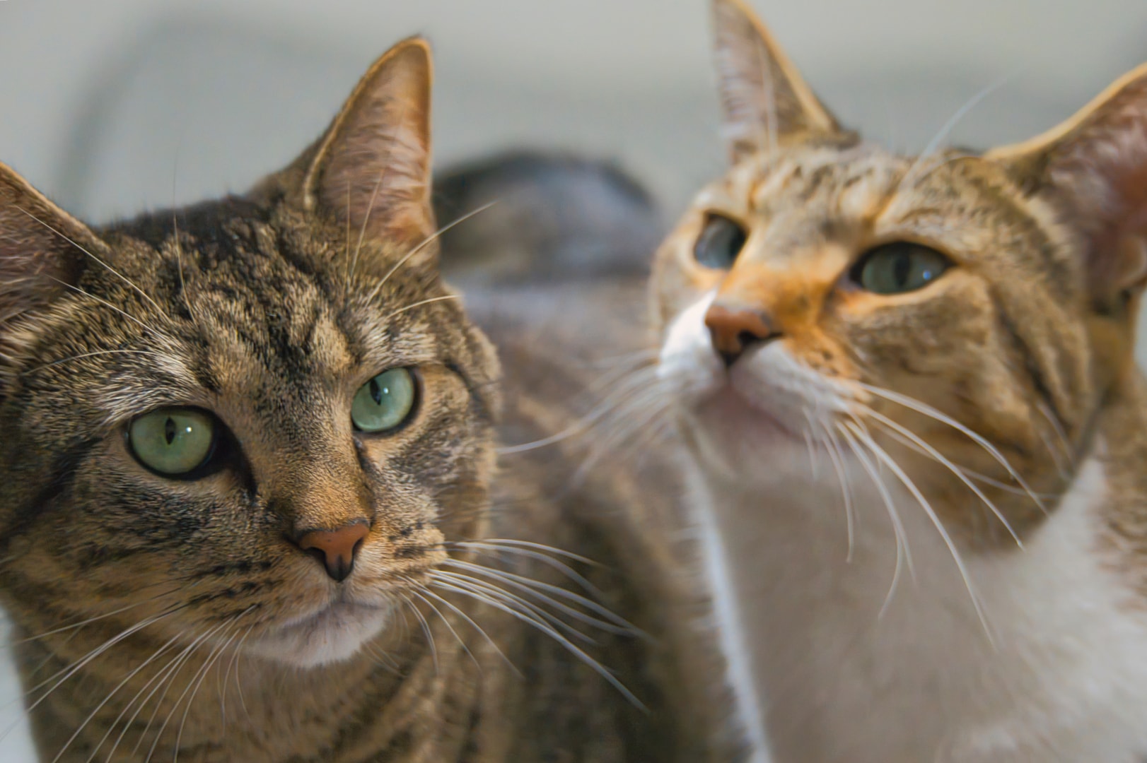 Two cats together in companion portrait — multi-pet photography session New Baltimore Michigan by Atelier Lens LLC