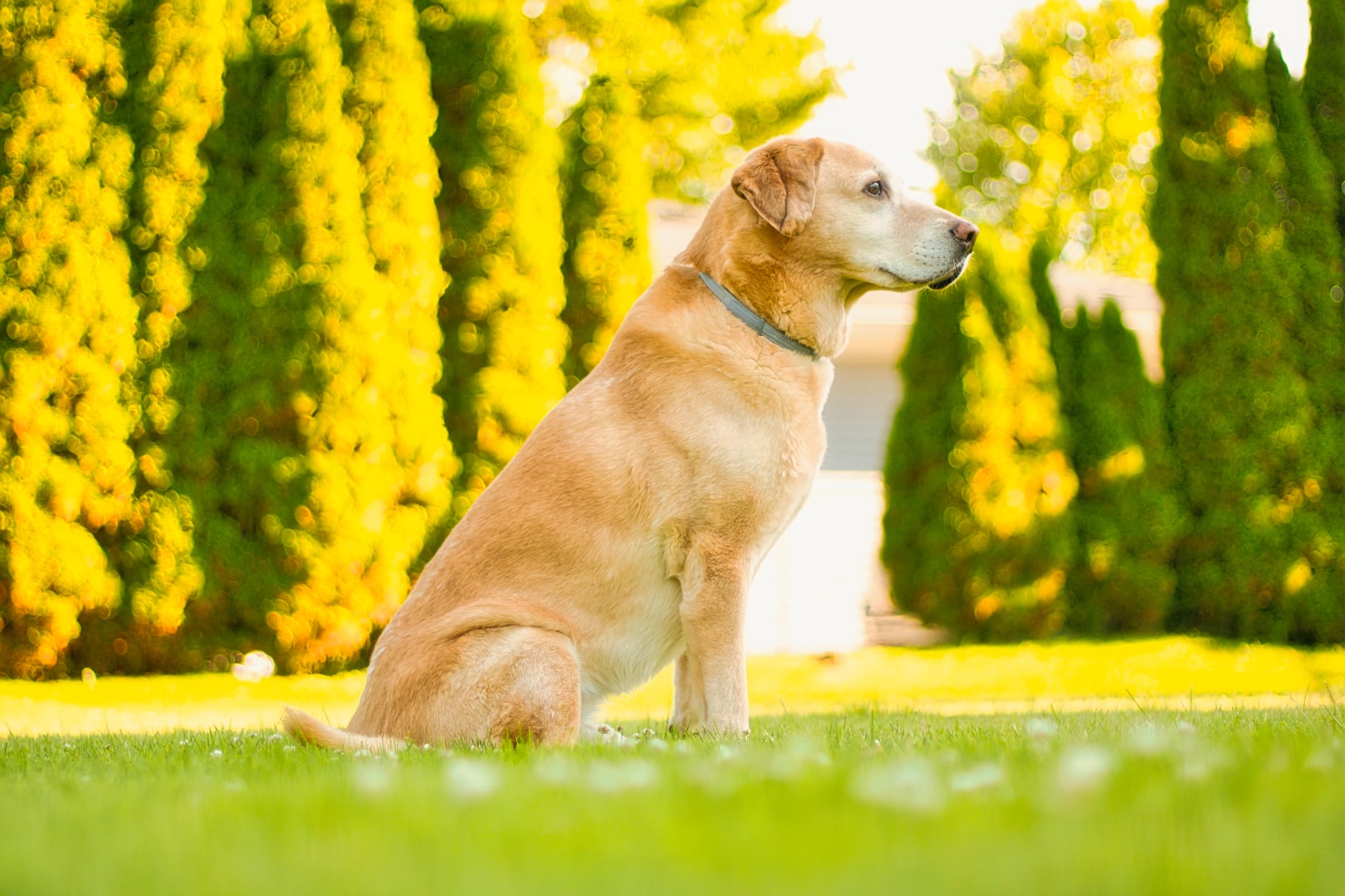 Golden Labrador sitting beside arborvitae — on-location dog portrait, New Baltimore Michigan
