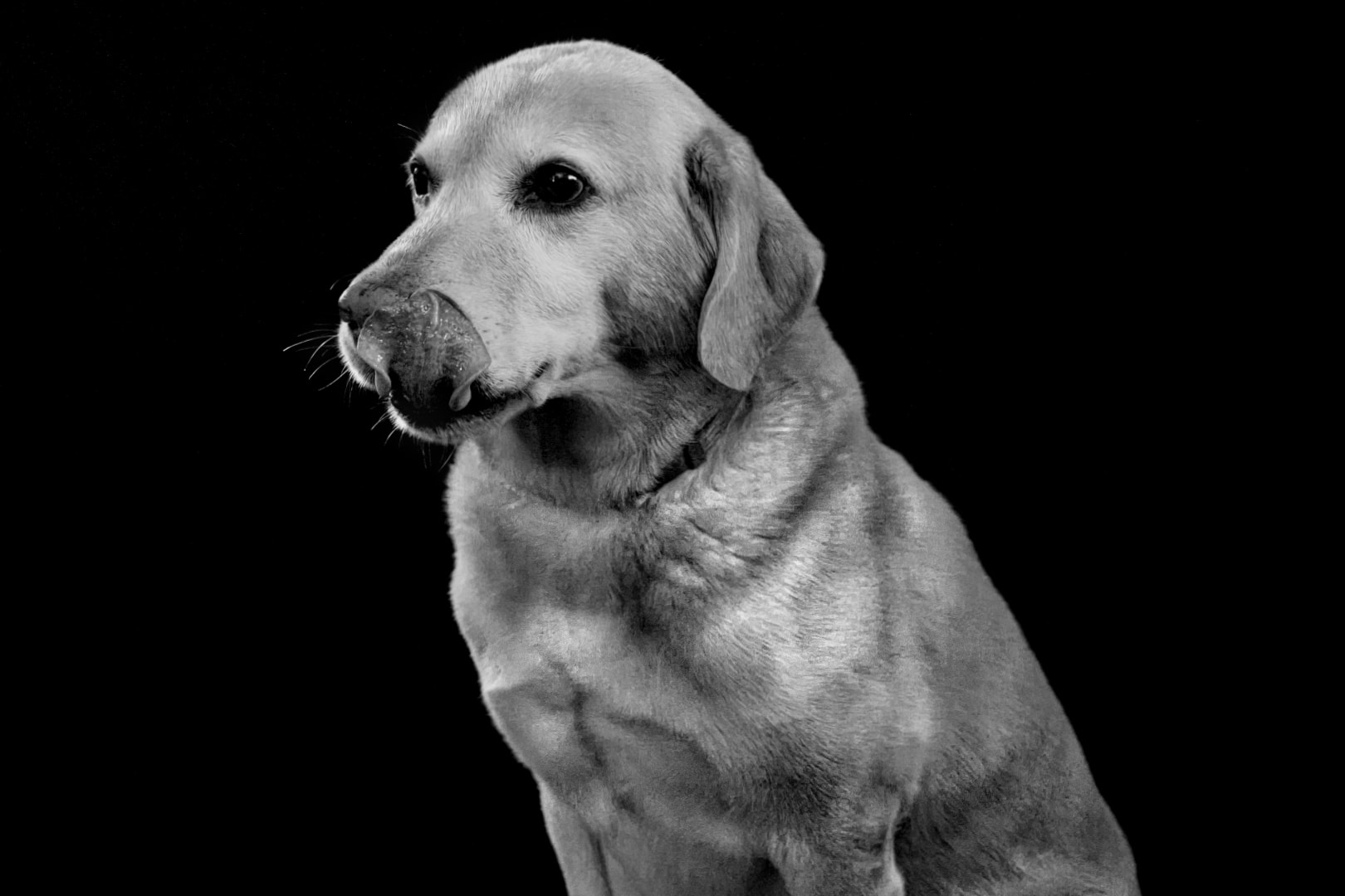 Senior labrador portrait with selective color eyes — fine art pet photography, Macomb County