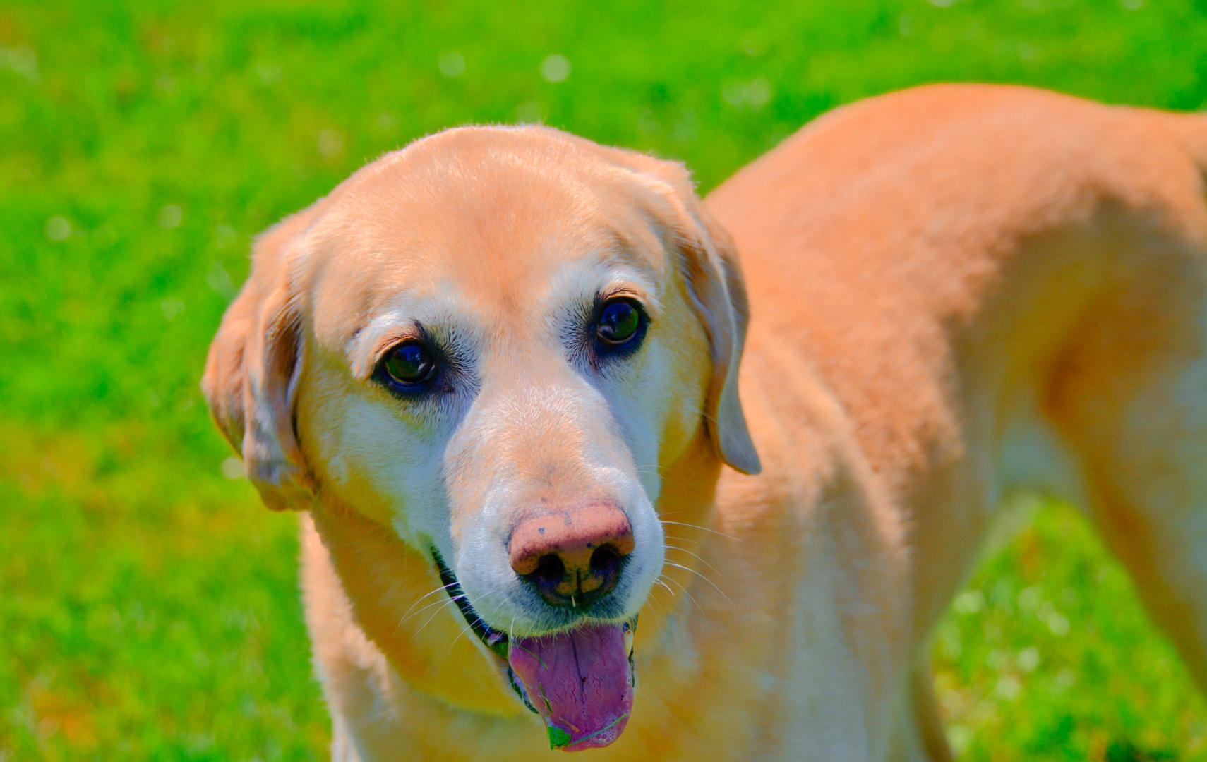 Golden Lab close-up portrait with tongue out — on-location pet photography, New Baltimore Michigan