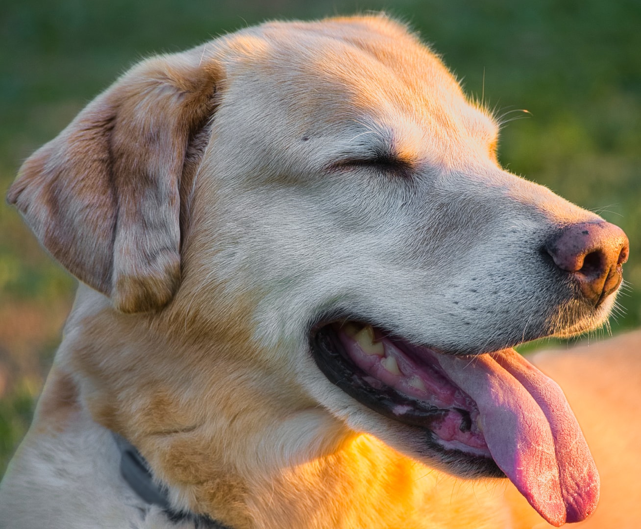 Golden lab portrait outdoors in sunlight