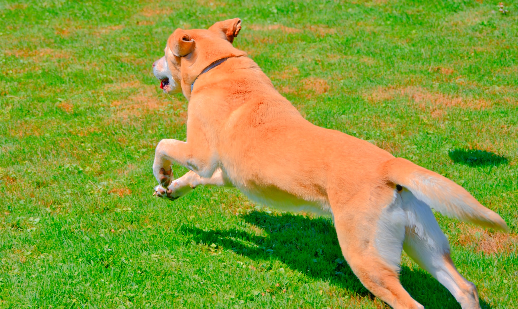 Golden Lab leaping forward on grass — action pet photography, Southeast Michigan