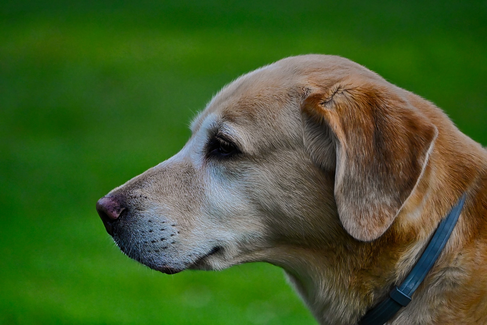 Senior Golden Lab side profile against lush green backdrop — professional pet photography New Baltimore Michigan