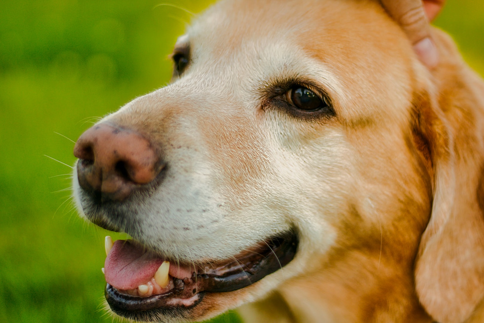 Golden Labrador smiling close-up portrait outdoors — New Baltimore Michigan pet photographer Atelier Lens LLC